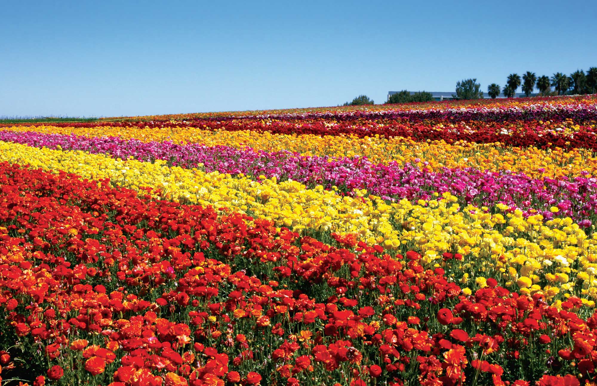 Pictures Of Fresh Flower Fields 30